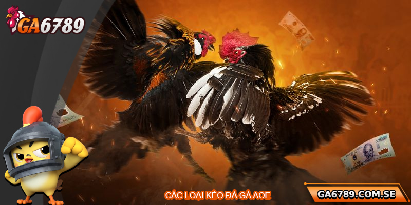Đá Gà AOE – Sân Chơi Đỉnh Cao Dành Cho Người Đam Mê 2 Các loại kèo tại nhà cái đá gà AOE