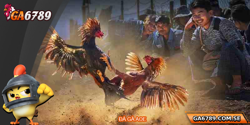 Đá Gà AOE – Sân Chơi Đỉnh Cao Dành Cho Người Đam Mê 6 Đá Gà AOE – Sân Chơi Đỉnh Cao Dành Cho Người Đam Mê