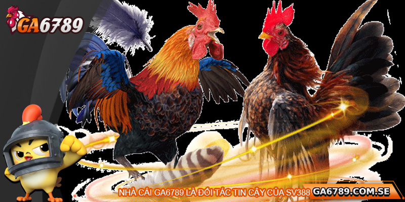 Đá Gà SV388 – Trường Gà Trực Tuyến Đáng Trải Nghiệm Nhất 3 Giới thiệu Ga 6789 - Đối tác cá cược của SV388