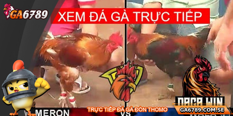 Khám Phá Trực Tiếp Đá Gà Thomo Uy Tín Tại Ga6789
