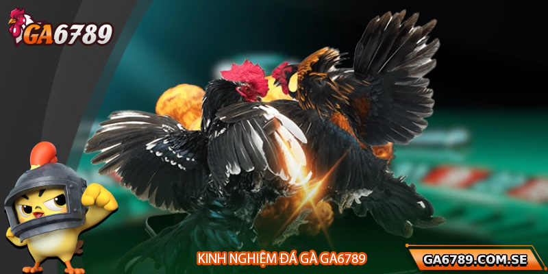 Kinh nghiệm đá gà và mẹo cược hiệu quả