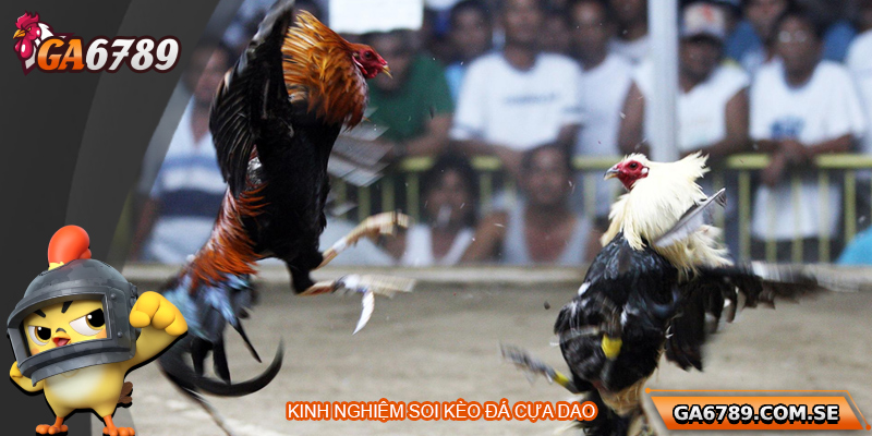 Bí Quyết Soi Kèo Đá Gà Cựa Dao Chuẩn Xác Tại Ga6789 3 Kinh nghiệm soi kèo đá gà cựa dao hiệu quả