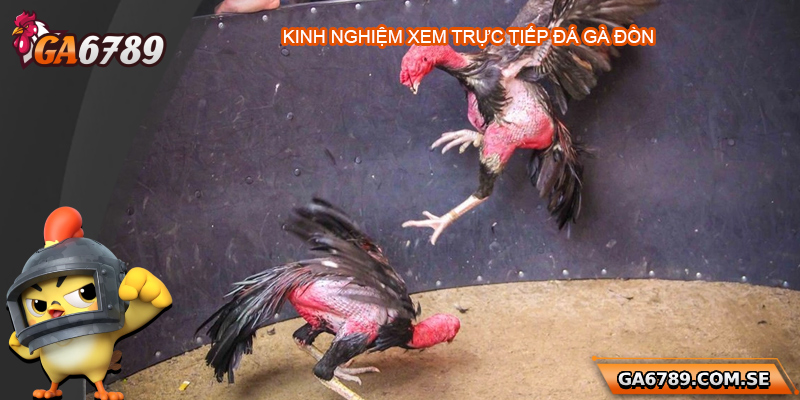 Trực Tiếp Đá Gà Đòn - Xem Chất Lượng Cao Tại Ga6789 3 Kinh nghiệm xem trực tiếp đá gà đòn hiệu quả