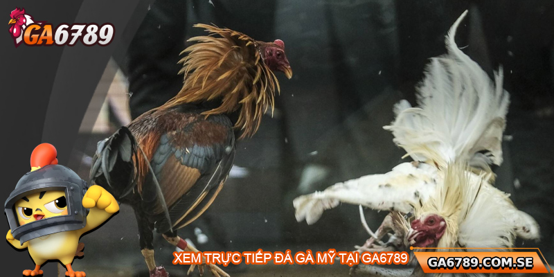 Trực Tiếp Đá Gà Mỹ – Đỉnh Cao Giải Trí Tại Ga6789 2 Lý do nên xem trực tiếp đá gà Mỹ tại Ga6789