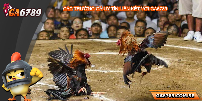 Nhà cái Ga6789 liên kết với các trường gà uy tín