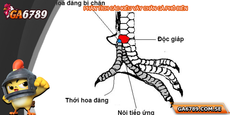 Khám Phá Cách Xem Chân Gà Đá Hay Chuẩn Tại Ga6789 2 Phân tích các kiểu vảy chân gà phổ biến