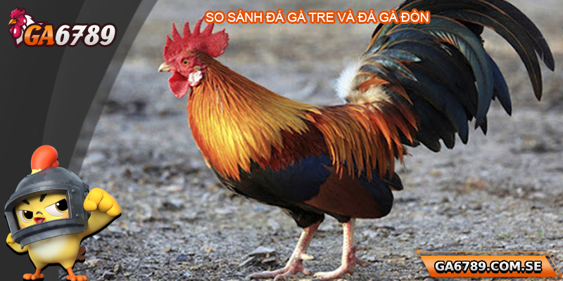 Trực Tiếp Đá Gà Tre - Trải Nghiệm Chất Lượng Tại Ga6789 3 So sánh đá gà tre và trực tiếp đá gà đòn