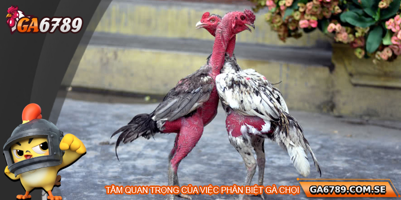Cách Phân Biệt Gà Chọi Chuẩn Để Chọn Được Chiến Kê Tốt Nhất 1 Tầm quan trọng của việc phân biệt gà chọi
