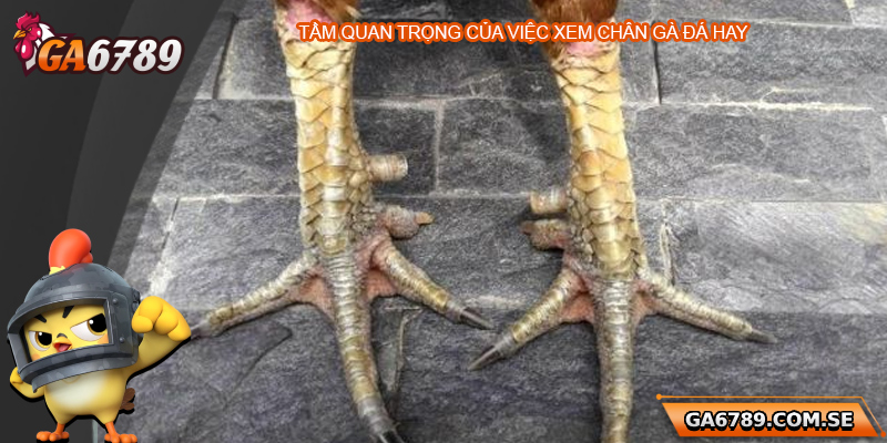 Khám Phá Cách Xem Chân Gà Đá Hay Chuẩn Tại Ga6789 1 Tầm quan trọng của việc xem chân gà đá hay