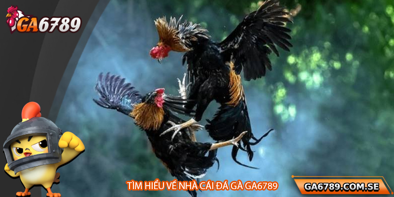 Tổng quan về nhà cái đá gà Ga6789