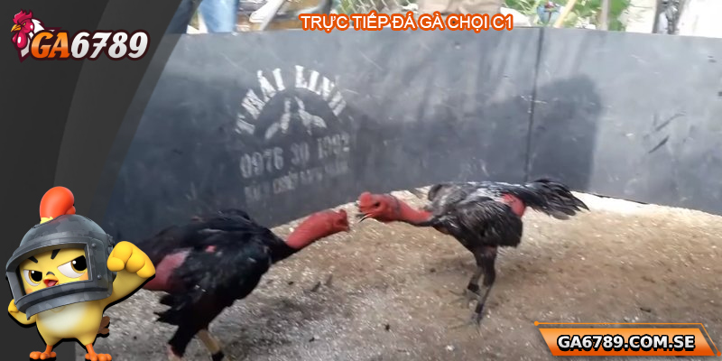 Trực Tiếp Đá Gà Chọi C1 – Trải Nghiệm Đỉnh Cao Tại Ga6789