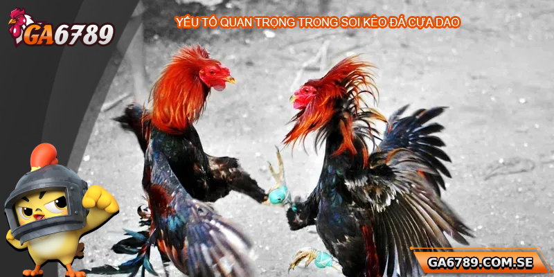 Bí Quyết Soi Kèo Đá Gà Cựa Dao Chuẩn Xác Tại Ga6789 2 Yếu tố quan trọng khi soi kèo đá gà cựa dao
